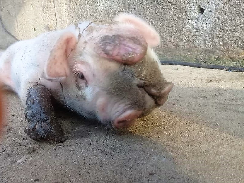 Cerdo con dos cabezas nace en Tampico Alto, Veracruz (Foto/CORTESÍA)