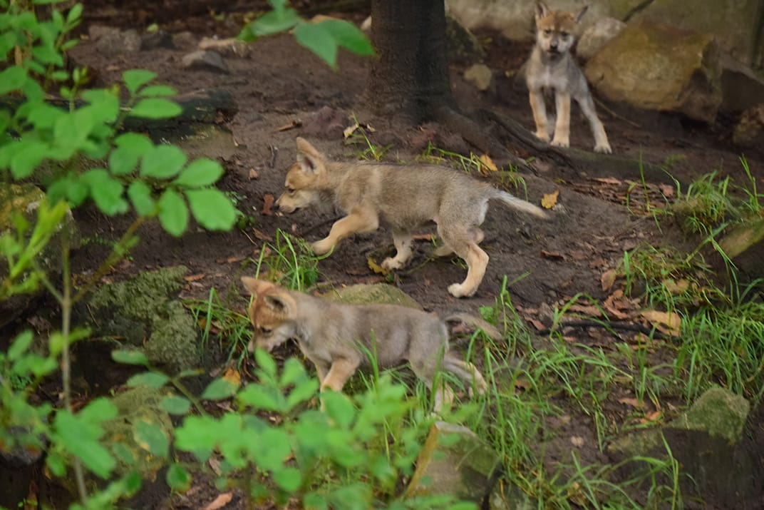 Los cachorros de lobo mexicano son hijos de Seje, una hembra de 7 años de edad, y Rhi, un macho de 5 años.(Especial)