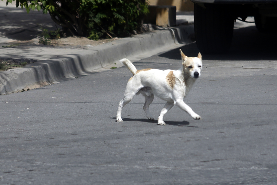 Según estiman asociaciones animalistas y el Centro de Control Canino Municipal, solo en Torreón hay alrededor de 200 mil perros en condición de calle.