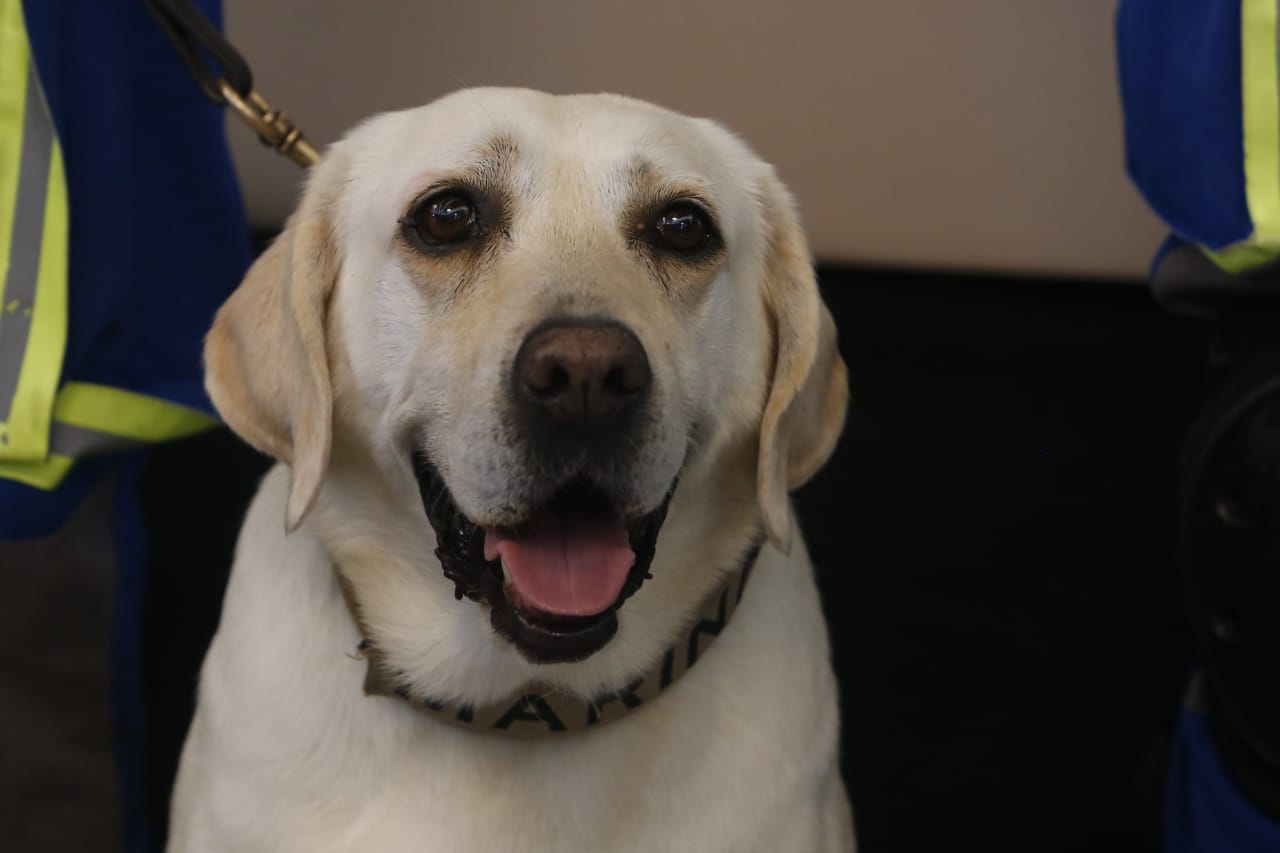 La perrita labrador fue jubilada en el marco del Día Internacional del Rescatista./ Ariana Pérez