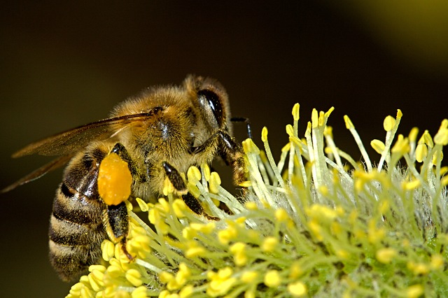 Las plantas necesitan de los animales, principalmente insectos, para realizar la polinización. (Pixabay)