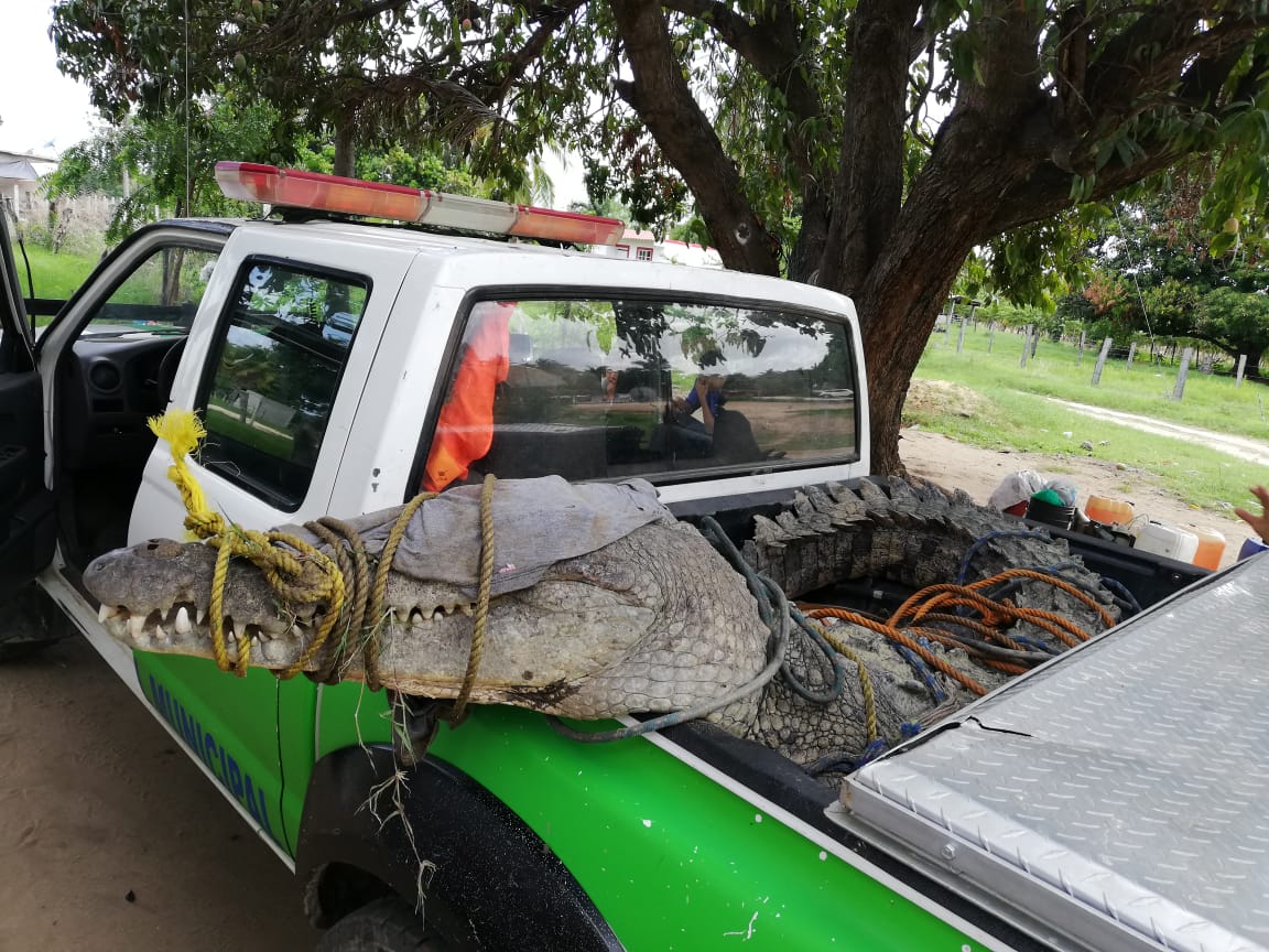 Los protocolos de emergencias se activaron para capturar al animal. (Óscar Rodríguez)