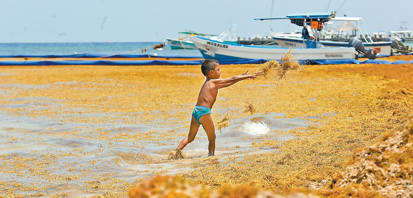 En 2018 se colectaron 528 mil toneladas del alga en siete ayuntamientos de Quintana Roo. (Araceli López)