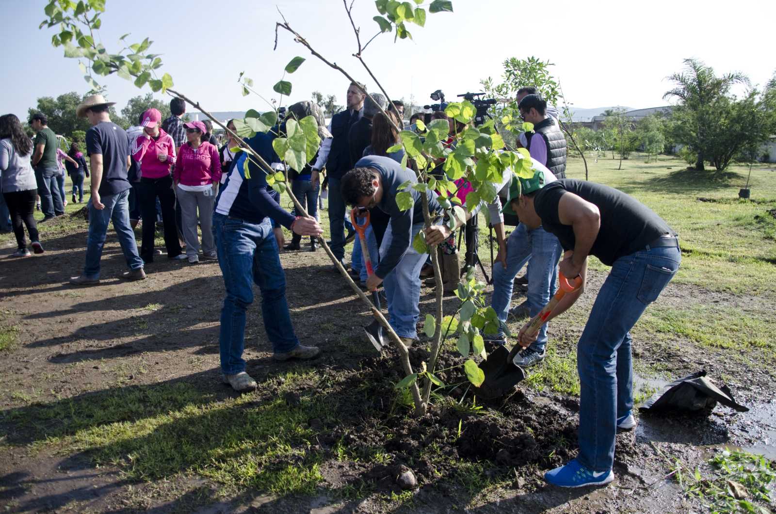 Consejos para reforestar con éxito/Especial.