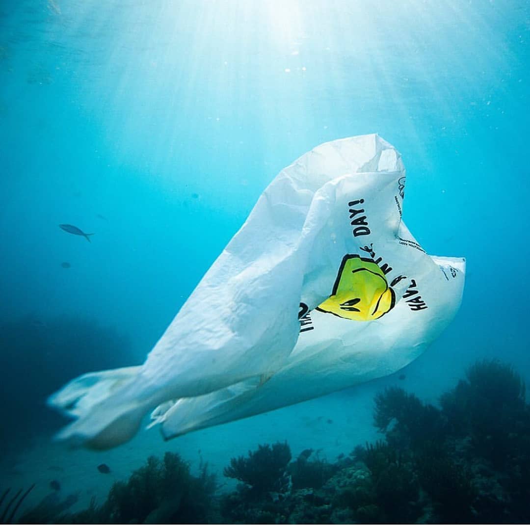Crean bolsa que en el agua se transforma en comida para peces  (Instagram).