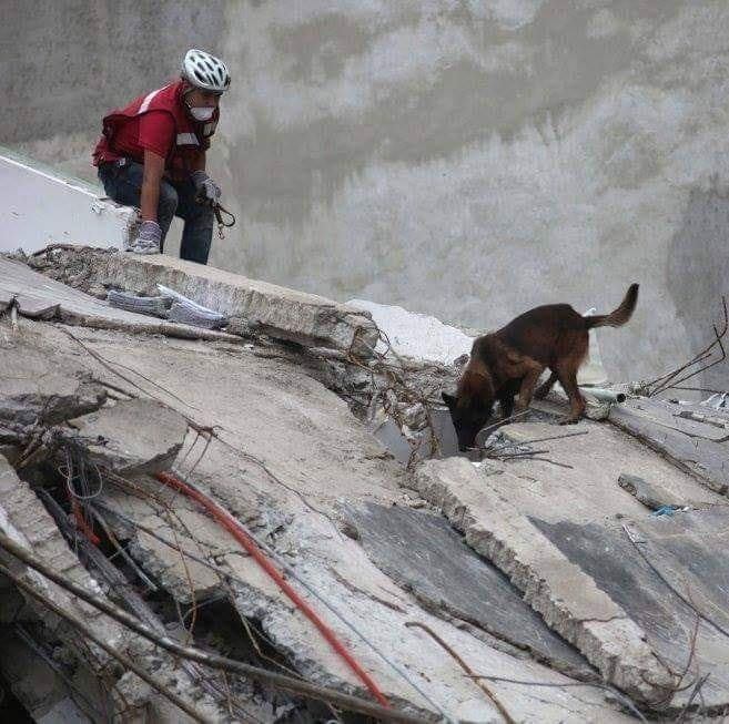 Chichí ayudó a las labores de rescate del sismo del 19 de septiembre de 2017. (Tomado de De Tin Marin Mascotas)