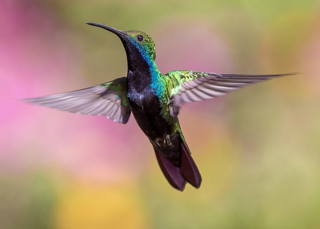 El colibrí es un grupo de aves que habitan a lo largo del continente americano. Foto: Pixabay