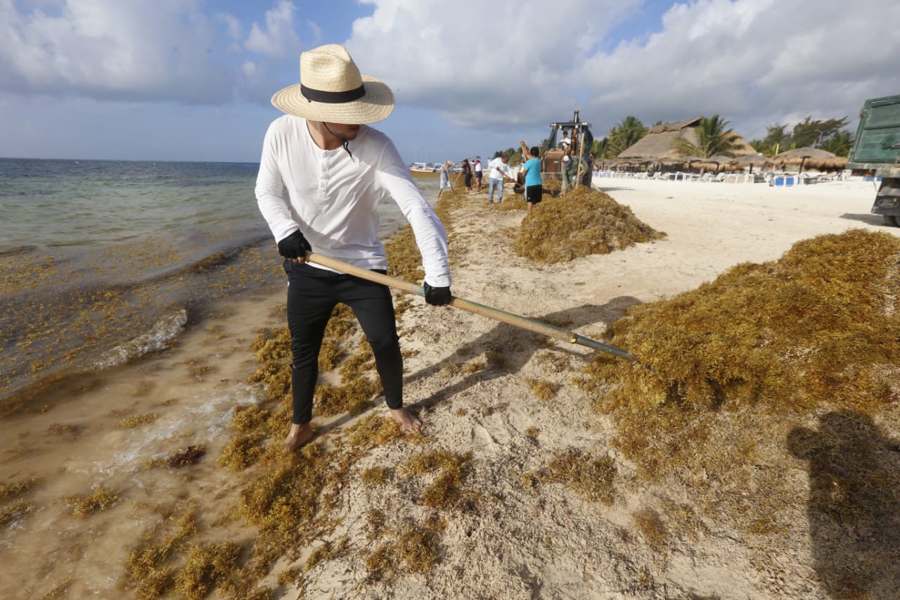 El sargazo en exceso reduce la luz y el oxígeno en los mares, lo que provoca la muerte de especies marinas/Araceli López.