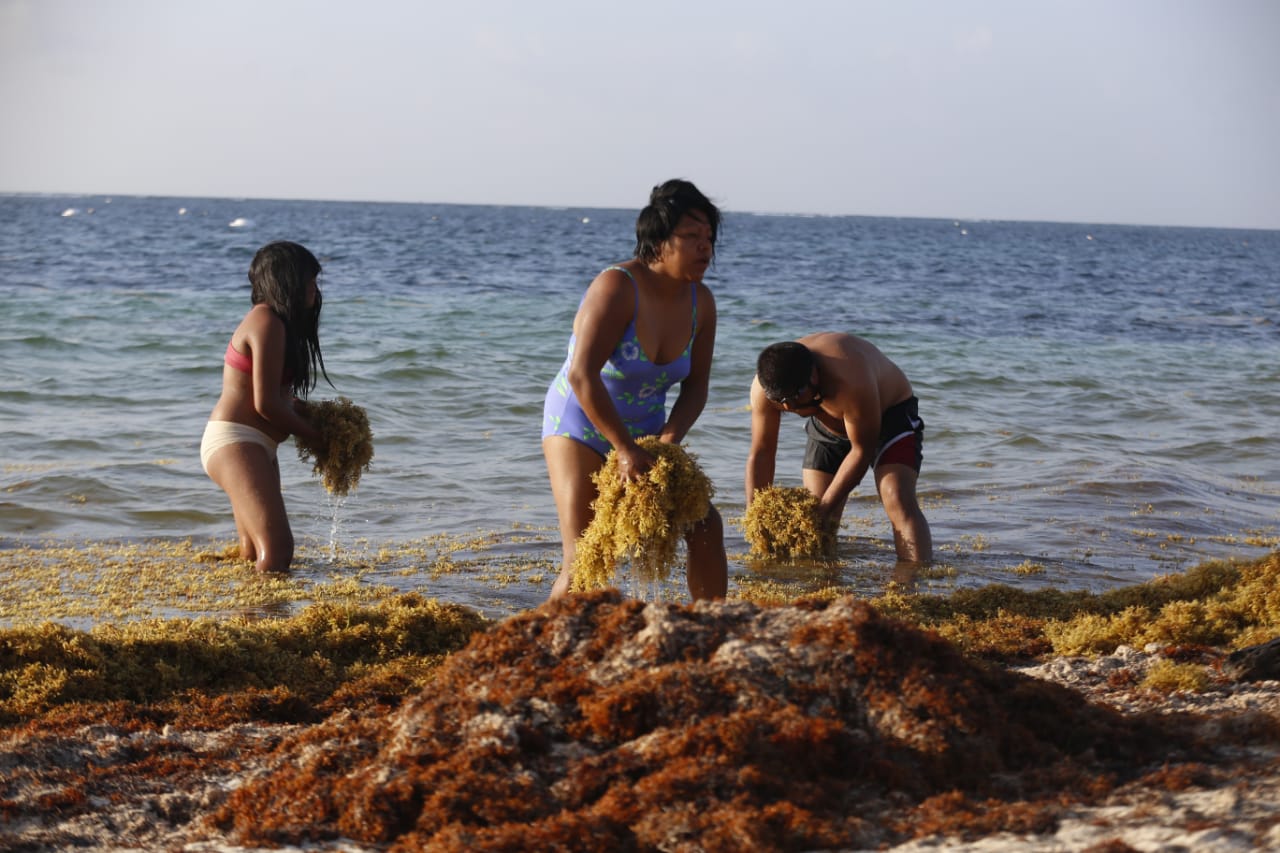 Trabajadores  de Puerto Morelos y turistas limpian la playa del sargazo para que después sea llevada al tiradero del municipio/Araceli López.