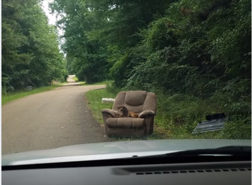 El perro fue dejado en una zona solitaria. (Tomada de Sharon Norton)