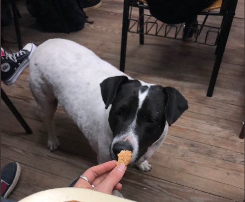 Un perro se hace pasar por callejero para estafar a estudiantes universitarios (Twitter).
