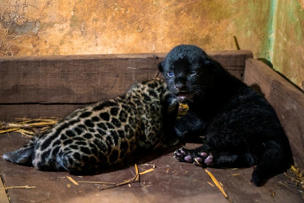 Los jaguares están considerados como una especie amenazada, en dónde sólo en Brasil hay 55 mil felinos (AP)