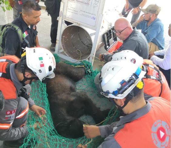 El osezno cuenta con dos años y medio y pesa 65 kilos. Foto: Especial.