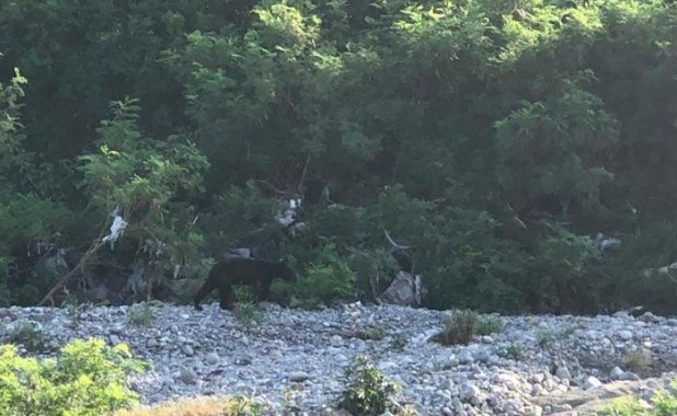 Se presume que el oso podría ser proveniente de la Huasteca. Foto: Especial.