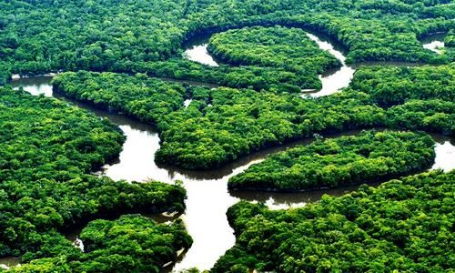 El hogar más rico en biodiversidad que tiene el planeta está en peligro por la deforestación. (Pinterest)