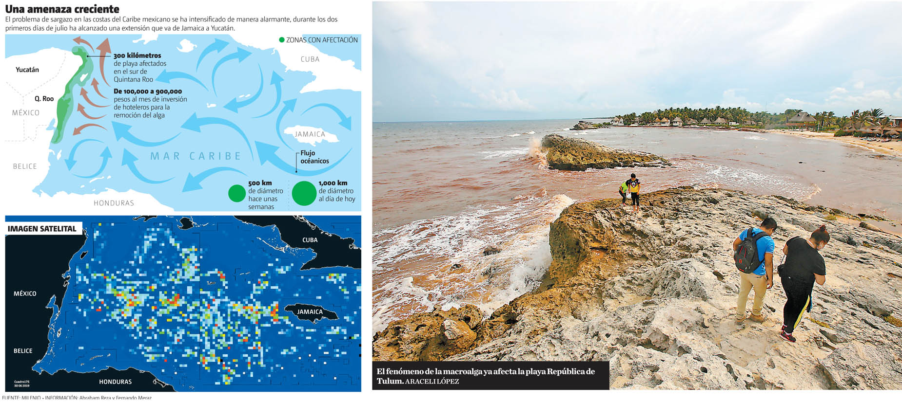 Una amenaza creciente. El fenómeno de la macroalga ya afecta la playa República de Tulum. (Araceli López | Gráfico: MILENIO)