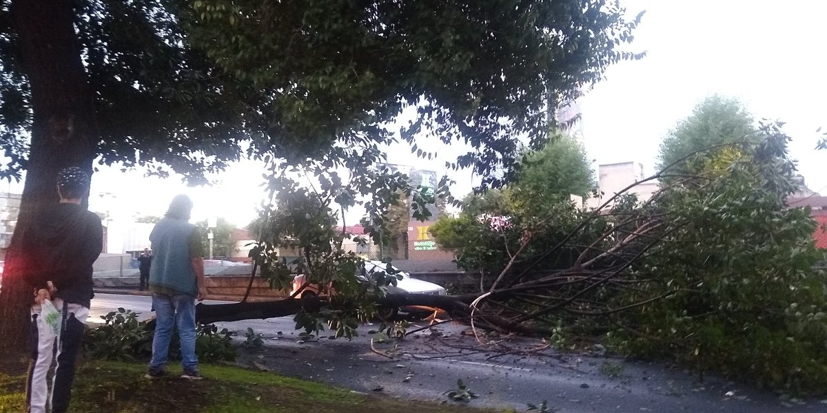 Ärbol que cayó en el Viaducto. (Tomado de @adriansdavalos)