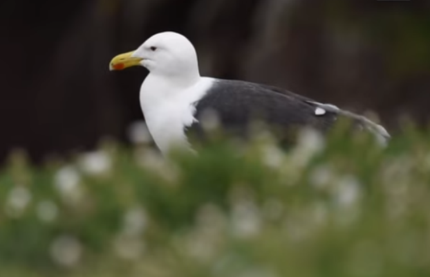 El hecho se registró en la isla de Skokholm.