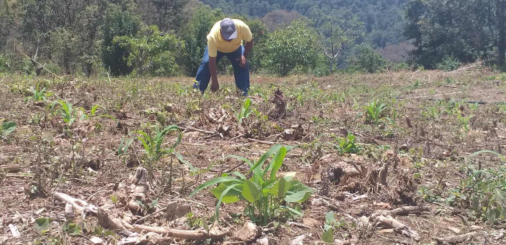 La falta de fertilizantes podría generar una baja en la producción de granos básicos.(Rogelio Agustín)