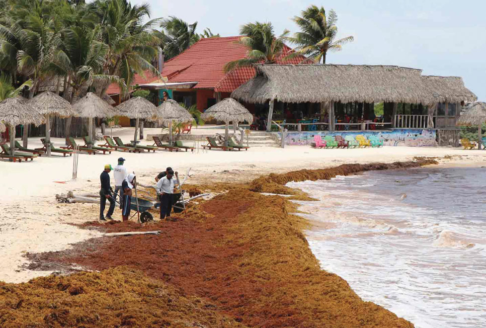 La Asociación de Hoteles de Tulum estima que cerca de 1 millón de pesos al mes será el costo para combatir el sargazo (Reuters/Archivo).
