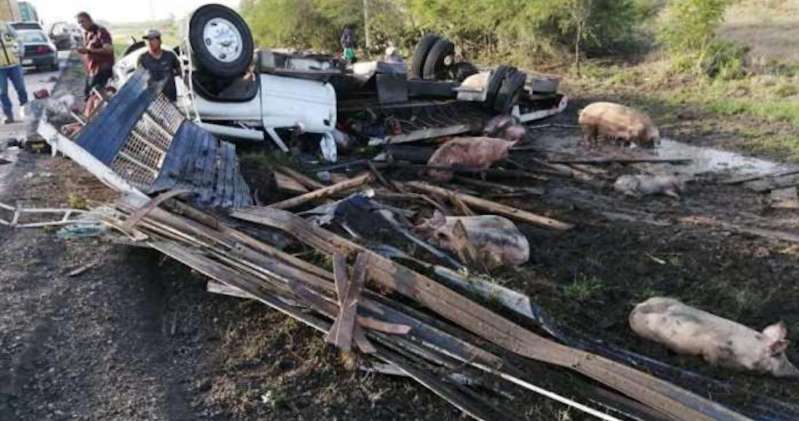 Rapiña de cerdos tras volcadura de tráiler (Foto/CORTESÍA)