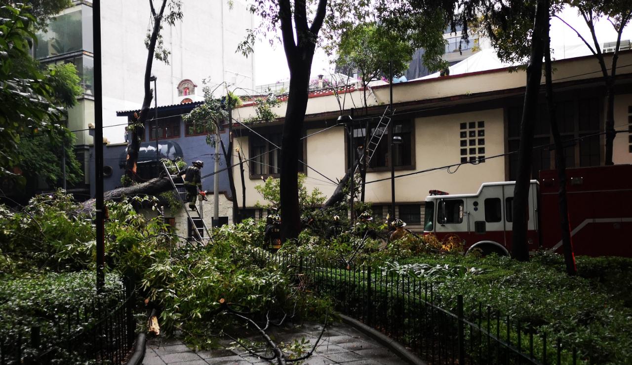 Árbol caído en la colonia Roma Norte. (Jorge Becerril)