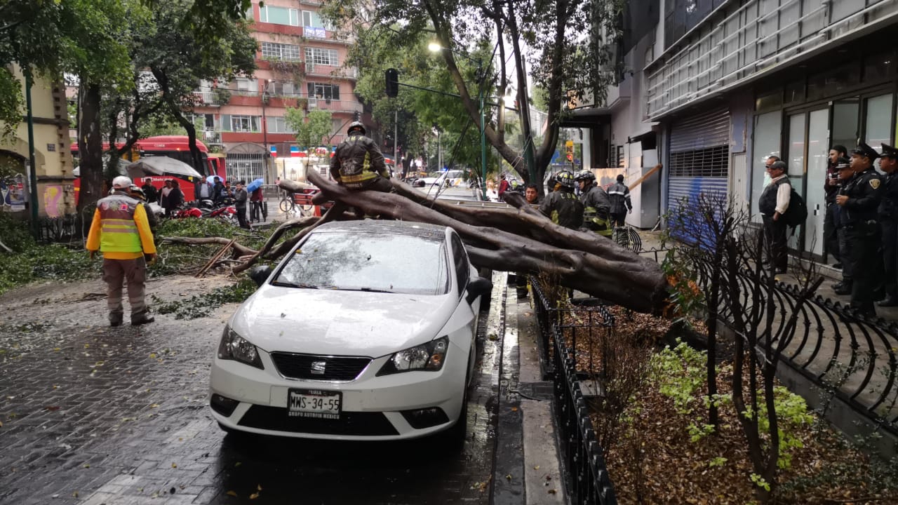 Un árbol cayó en calles de la colonia Juárez (Jorge Becerril)