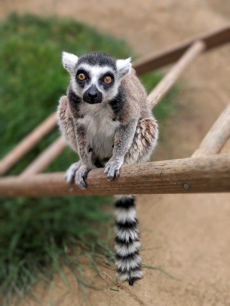 Isaac es el lémur de cola anillada que más ha vivido en cautiverio en Estados Unidos (AP / Santa Ana Zoo)