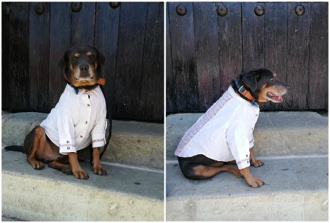 El alcalde regaló una guayabera al perrito.
