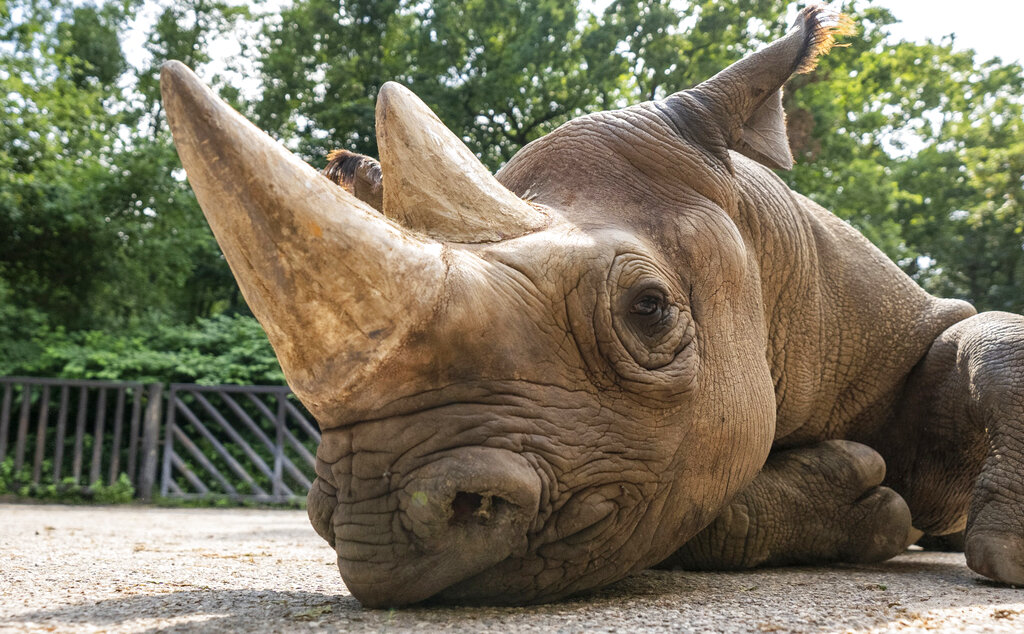 En esta imagen se ve al rinoceronte negro de nombre Manny en el Safari Park Dvur Kralov de Dvur Kralove nad Labem, República Checa. (Oliver Le Que/Saf