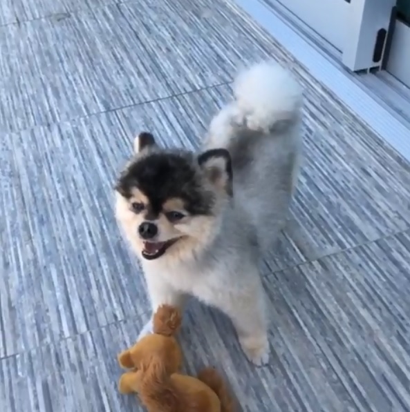 Lucky Lucci, el perro robado de Daniel Sturridge (Instagram: @danielsturridge)