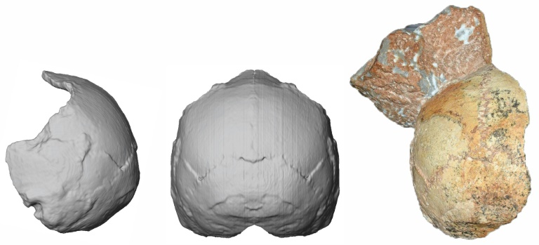 Reconstrucción digital del cráneo Apidima 1 publicada por la Universidad de Tübingen (EFE).