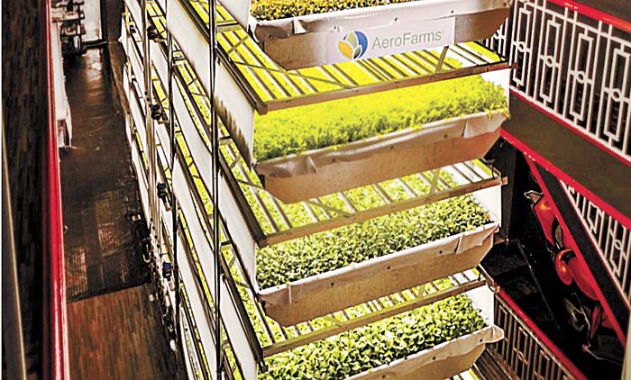 Los vegetales, sin pesticidas, bajo luz artificial y cerca de los consumidores. Especial