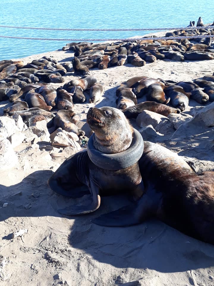 Por el momento, la situación de este lobo marino no pone en peligro su vida (Facebook Fundación Fauna Argentina).