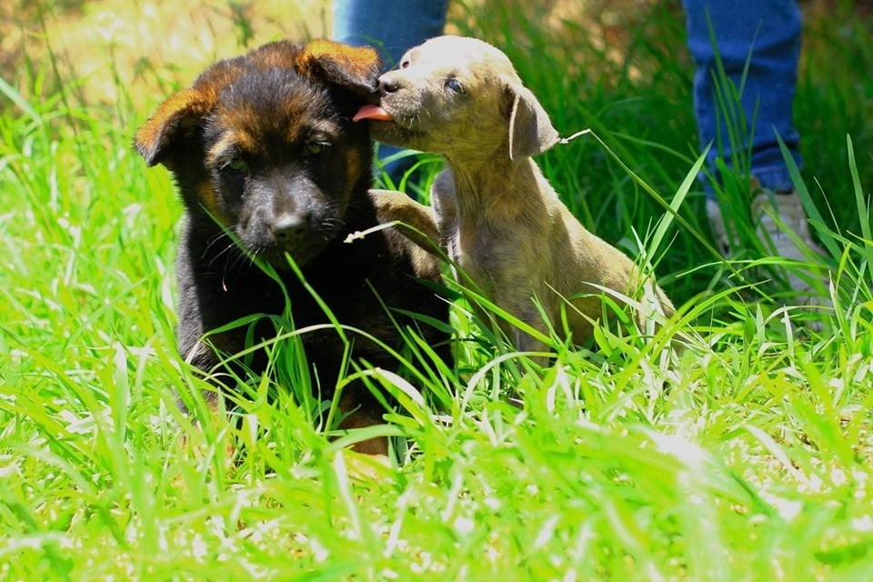 Aumenta la adopción canina en Guanajuato