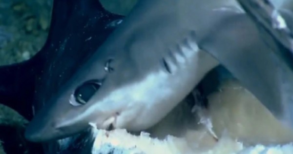 La cadena alimenticia quedó plasmada en un video./Captura de pantalla.