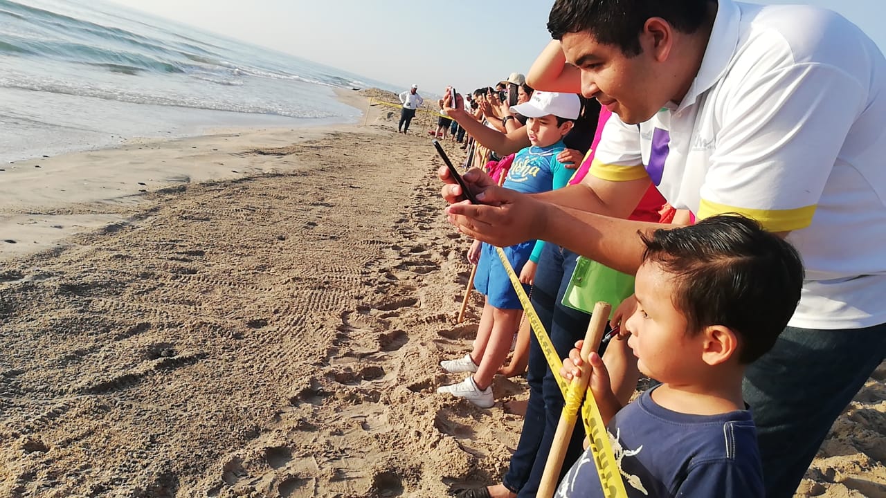 Liberan a tortugas Lora en playa Miramar (Foto/Luceroo Reyes)