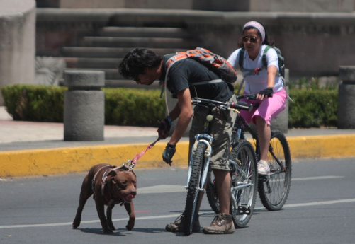 Señalan que sin importar la gamma de su bicicleta, el horario o el lugar, los hurtos siguen.