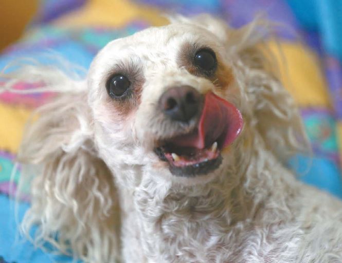 Alrededor del 43 porciento de 30 millones de perros viven en los hogares (Foto: Leonel Rocha)