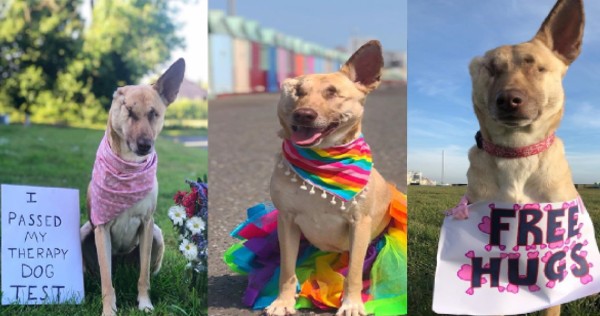 Maggie la perrita que sobrevivió al maltrato animal y que te dará una lección de vida. /Internet