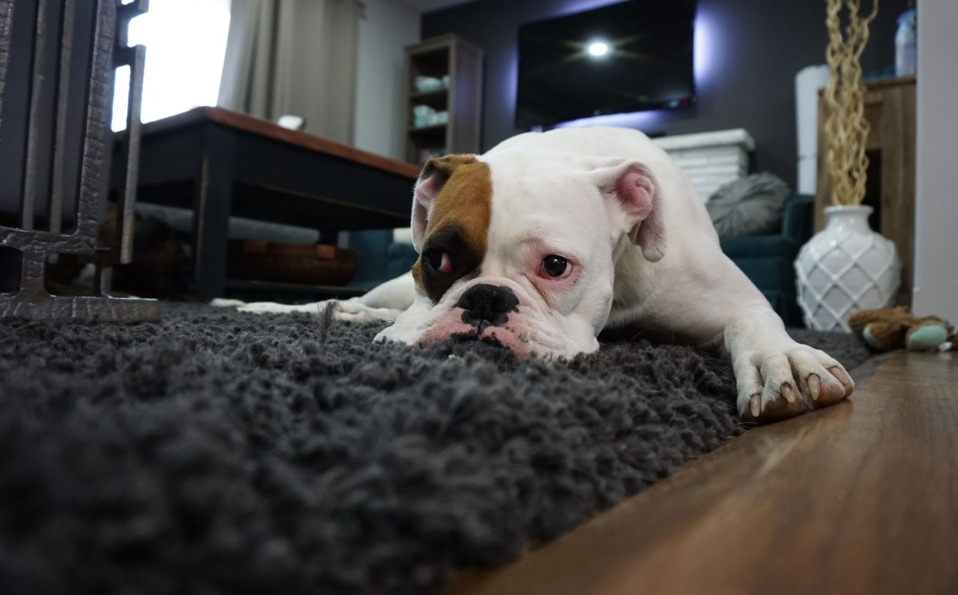El médico veterinario recuerda que bajo ninguna circunstancia se debe medicar a la mascota (Cortesía)