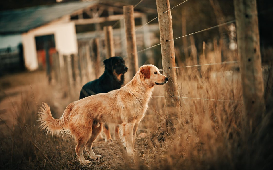 Tu mascota puede ir contigo de vacaciones si lo planeas con tiempo (Cortesía)