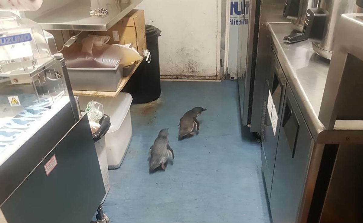 Dos pingüinos entran en un establecimiento de sushi dos veces. (AP)