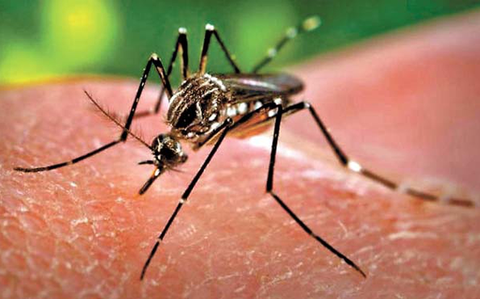 El mosquito Aedes aegypti que produce la enfermedad. (Archivo)