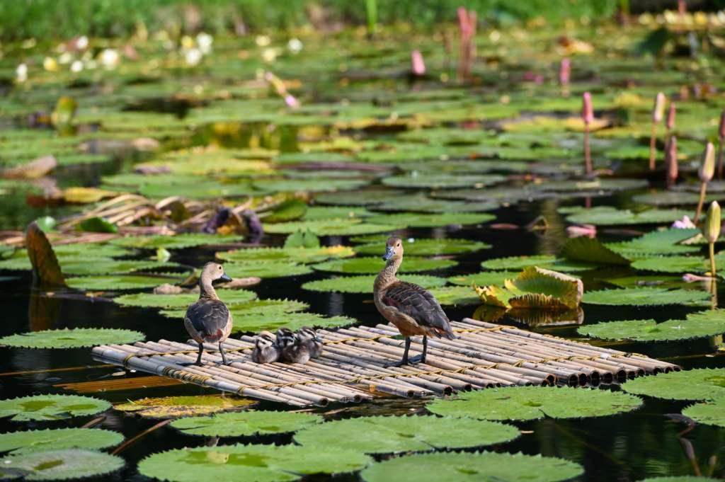 Singapur. Dos patos silbadores son vistos desde una balsa de bambú en un estanque en los Jardines de la Bahía del país (AFP)