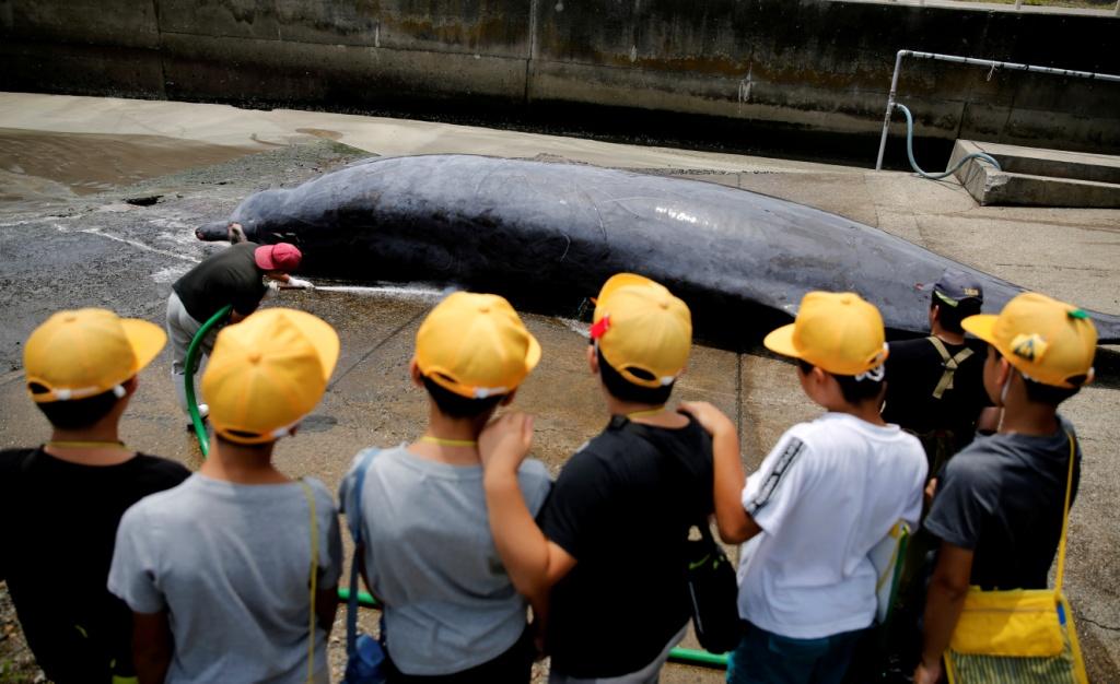 La ballena zifia de Baird -con nariz espada- fue despedazada en una plataforma de cemento. Reuters