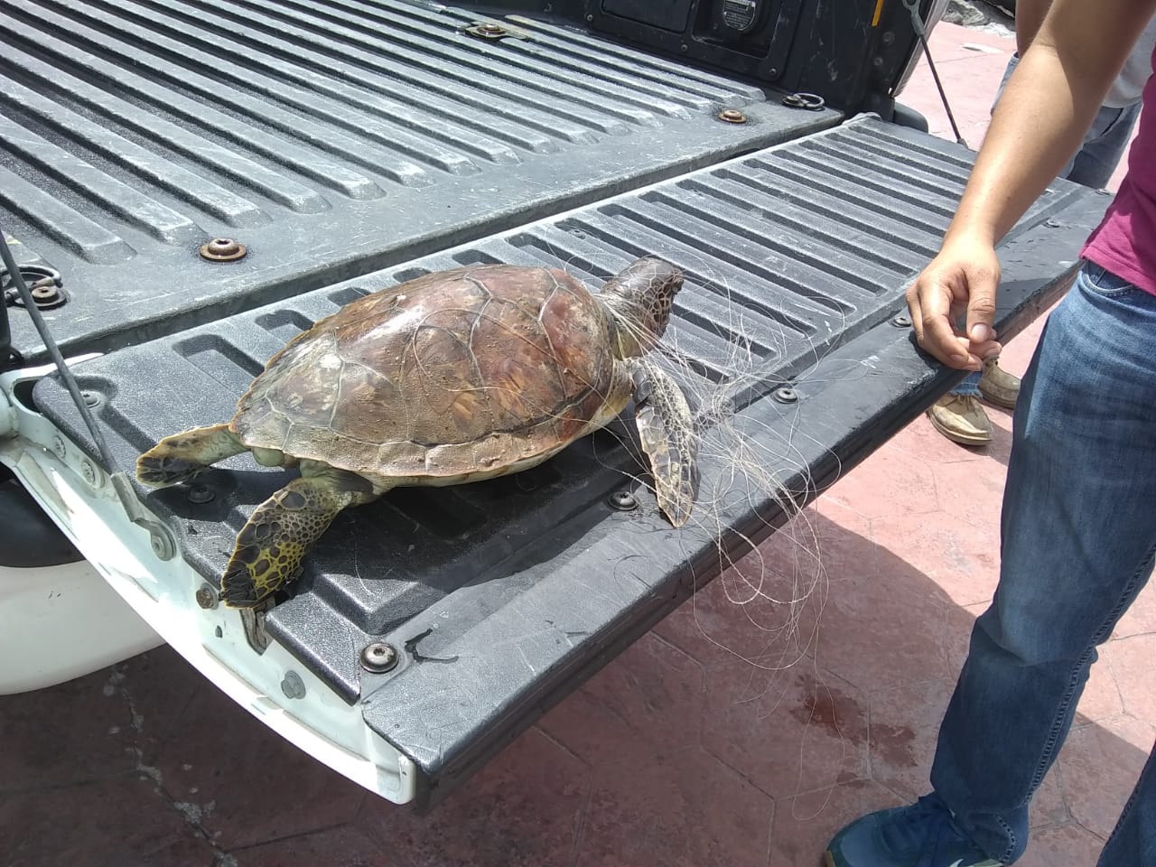 Muere tortuga atrapada en red ilegal de pesca en playa Miramar (Foto/Pablo Reyes)