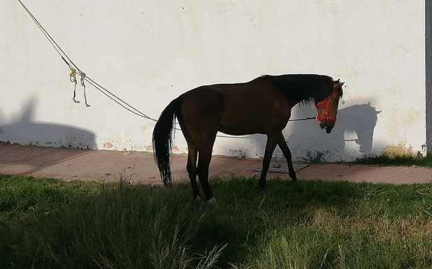 Paseo en caballo por el Bosque Urbano de Torreón. (Claudia Luévano)
