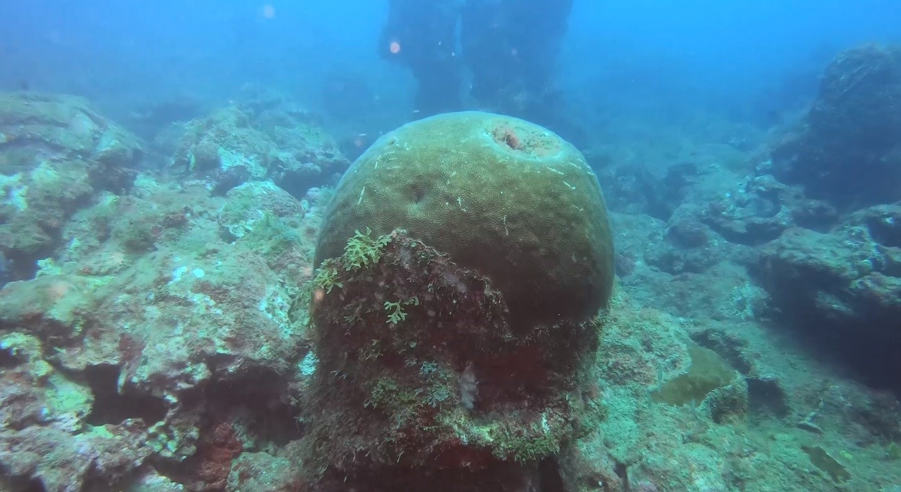 Los arrecifes coralinos están ubicados dentro y fuera del Parque Nacional Sistema Arrecifal Veracruzano. (Especial)