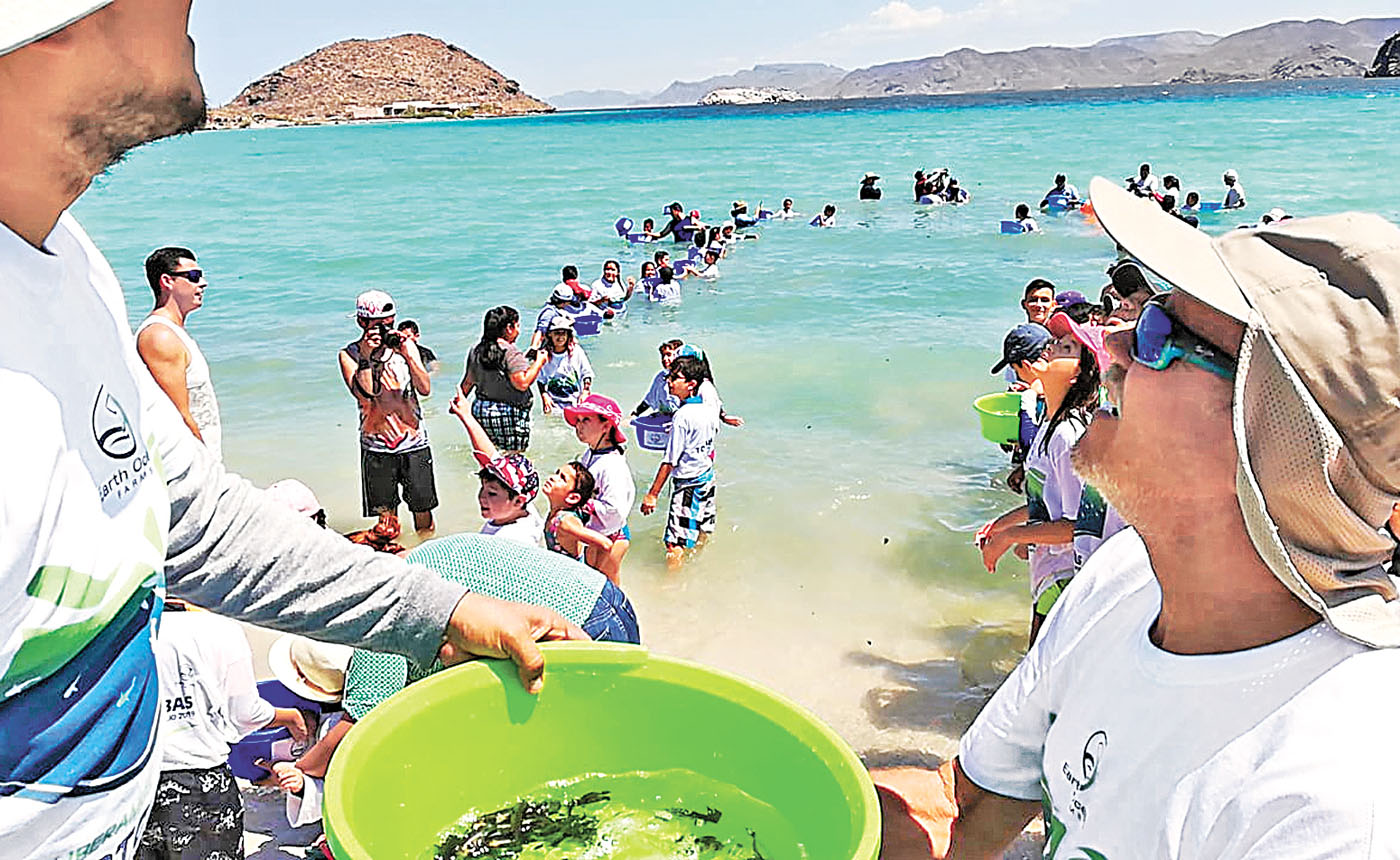 Los ejemplares juveniles viajan 490 kilómetros para llegar a su hábitat natural. (Fanny Miranda)
